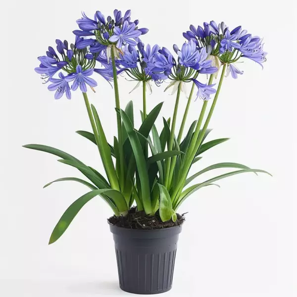 Agapanthus