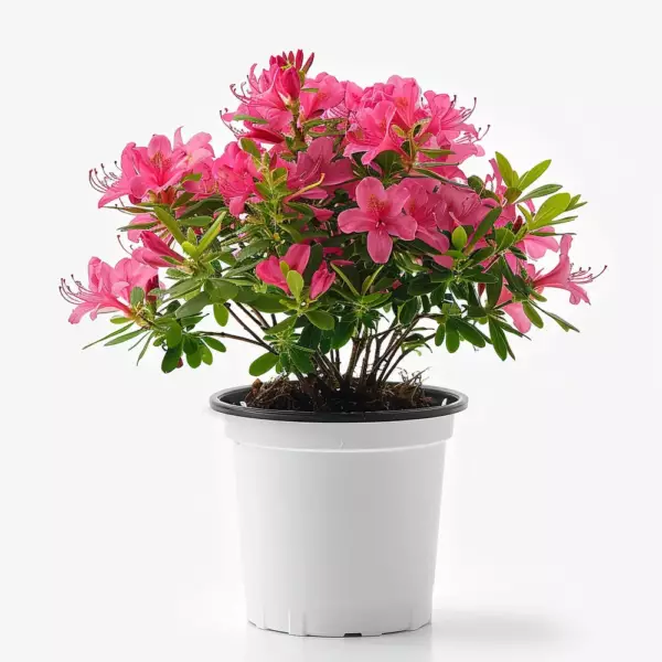 Azalea