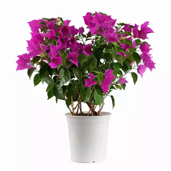 Bougainvillea