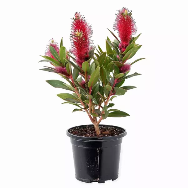 Callistemon ou « rince bouteille »