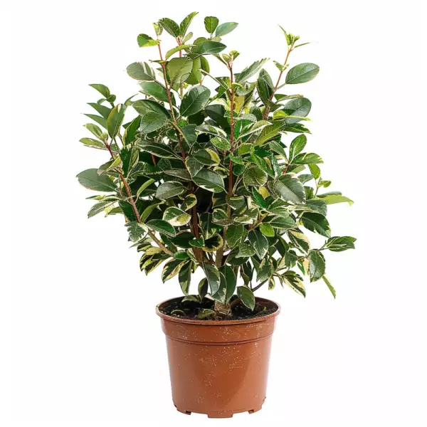 Elaeagnus x Ebbingei