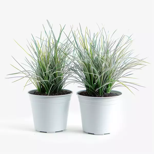 Festuca « glauca »