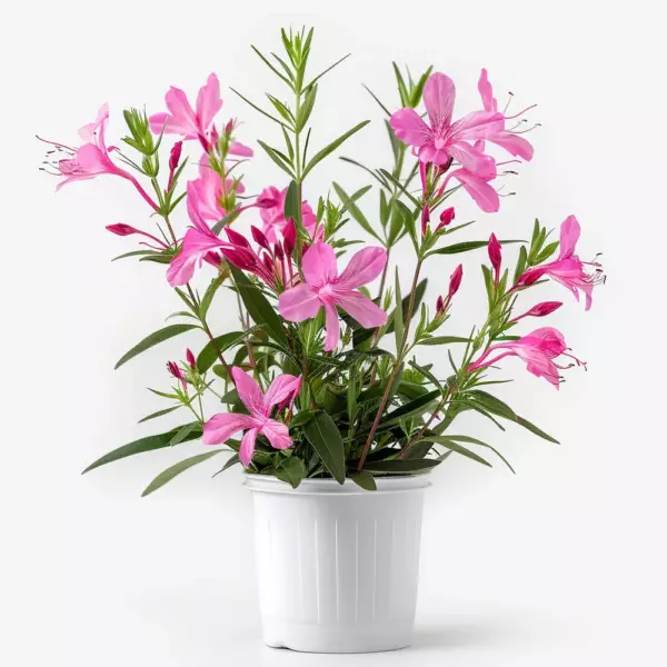 Gaura