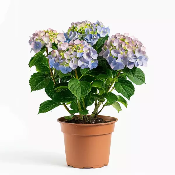 Hortensia « Hydrangea »