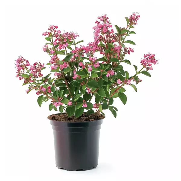 Lagerstroemia ou « lilas des Indes »