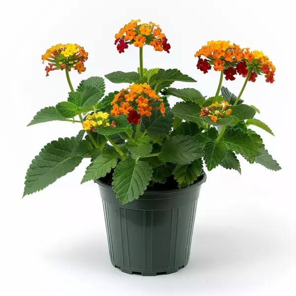 Lantana