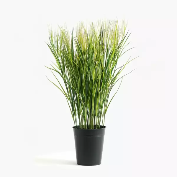 Miscanthus