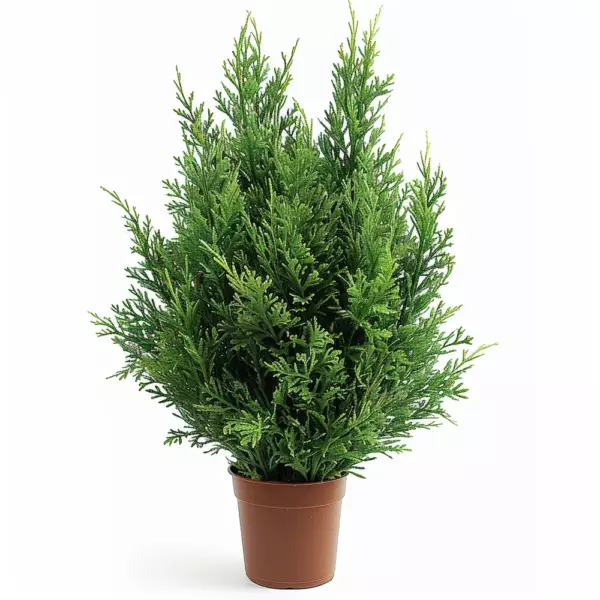 Thuja