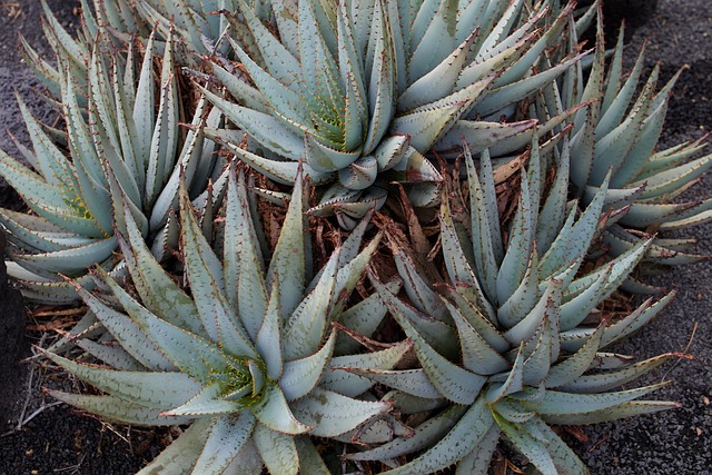 aloe-vera-pepiniere-pinelli-pianti