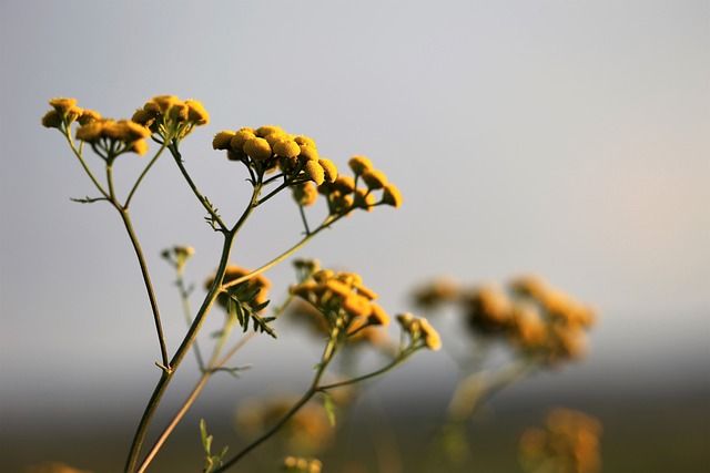 immortelle-pepiniere-pinelli-pianti