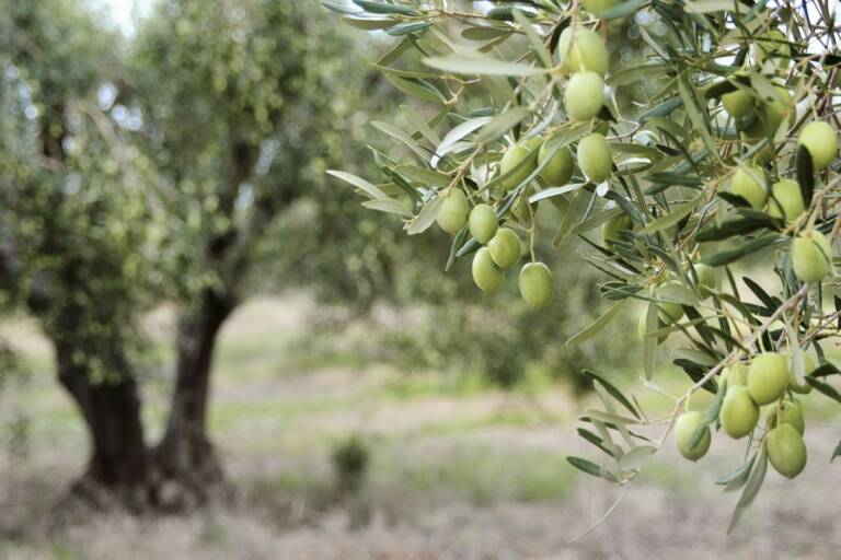 olivier-corse-pepiniere-pinelli-pianti